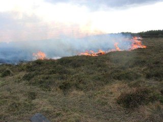 Controlled heathland burning