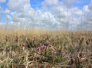 lousewort and purple moor grass