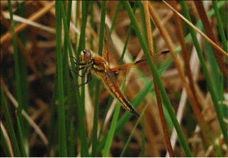 4 Spotted Chaser