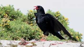 Chough https://creativecommons.org/licenses/by-sa/3.0