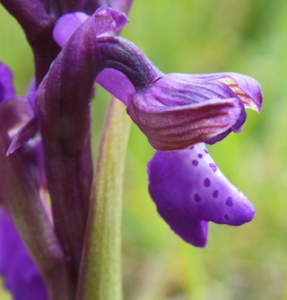 Green-winged Orchid 2