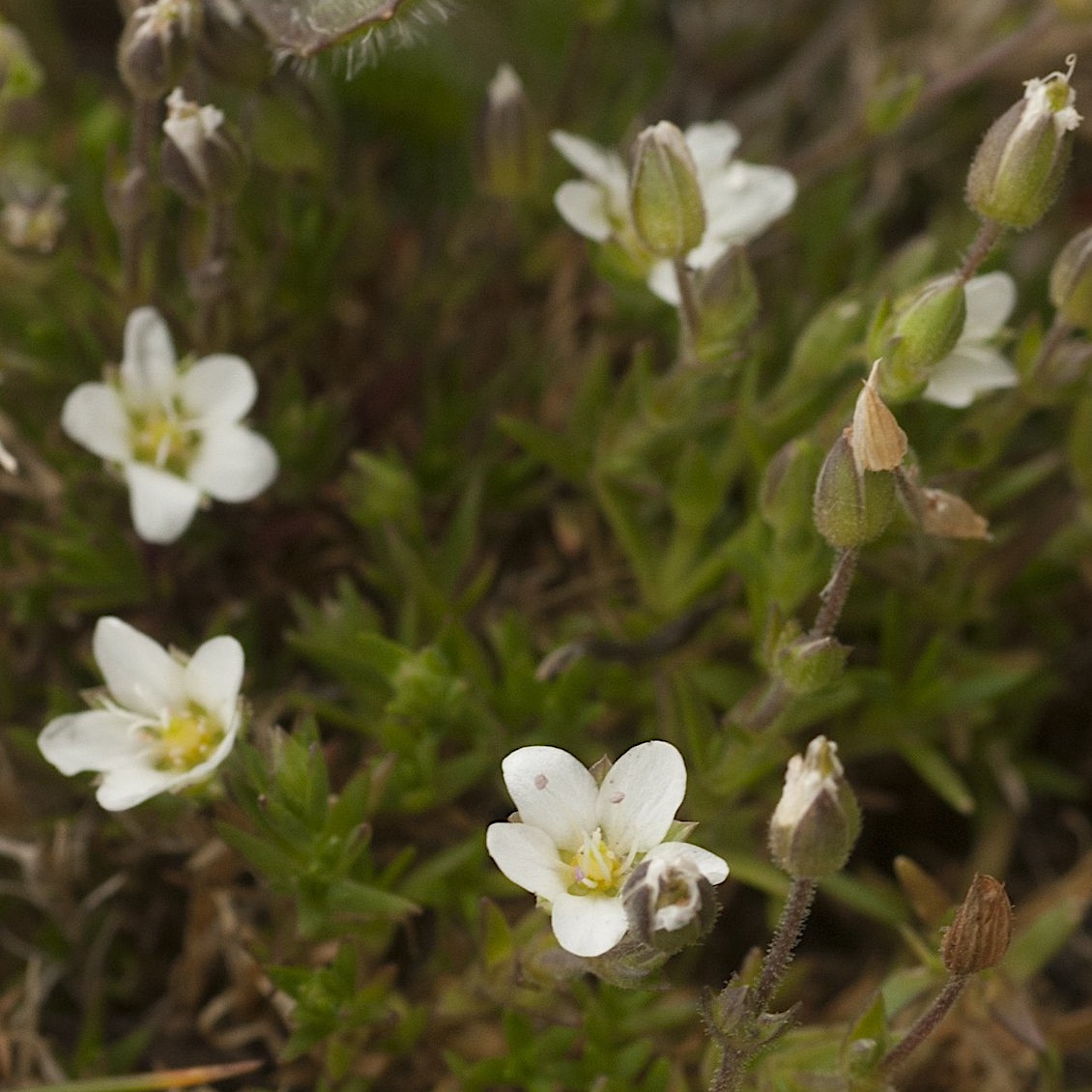 Spring Sandwort