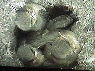 Blue Tit chicks in nest