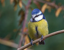 Blue Tit © Natural England/Allan Drewitt