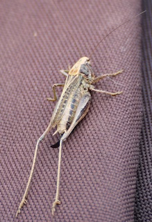 Grey Bush-cricket