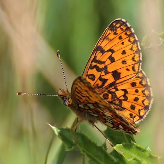 Small Pearl-bordered Fritillary