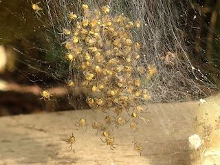 Garden Spider spiderlings