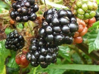 Blackberry Bonanza (article)