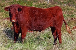 Red Devonshire cow