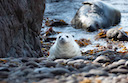 Atlantic Grey Seal https://richardbirchettphotography.co.uk