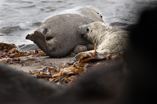 Grey Seal https://richardbirchettphotography.co.uk