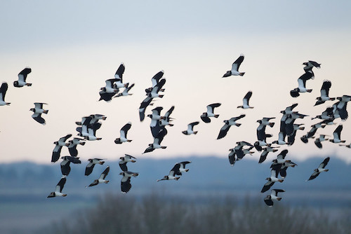 Lapwings in flight © Allan Drewitt/Natural England
