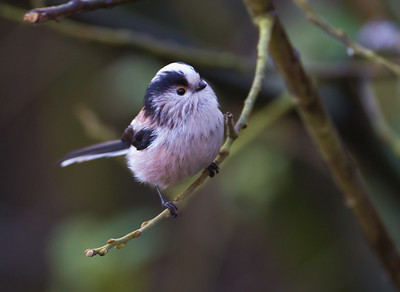 Long-tailed Tit © Allan Drewitt/Natural England
