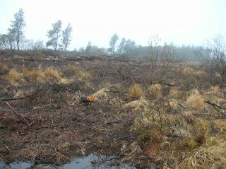 An area of previously dense conifer plantation that has been felled to allow the restoration of a mosaic of heathland habitats including heath, scrub, tracks and ponds.