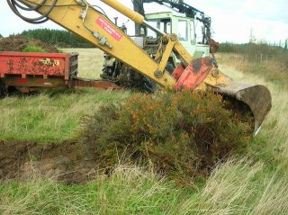 Seed-bearing heather turves being translocated into an agriculturally improved grassland as the first stage in restoration to heathland.
