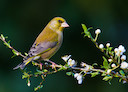 Greenfinch © Natural England/Allan Drewitt