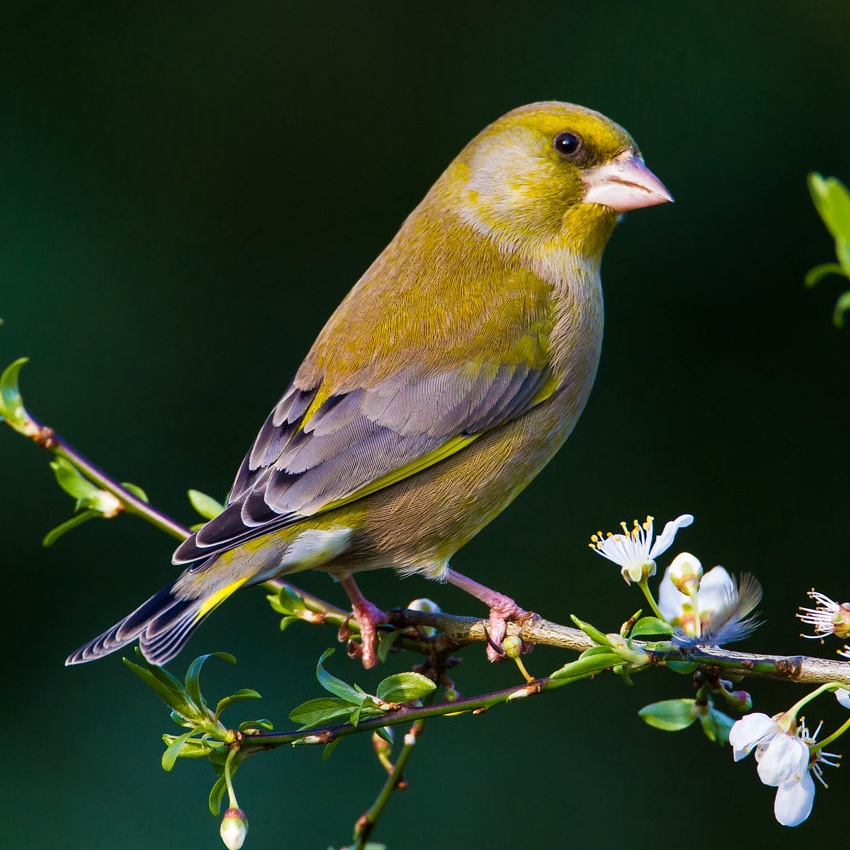 Greenfinch