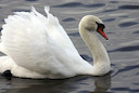 Mute Swan © Allan Drewitt/Natural England