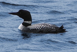 Great Northern Diver (http://creativecommons.org/licenses/by-sa/2.5)