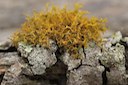 Golden Hair-lichen