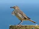 Rock Pipit https://creativecommons.org/licenses/by-sa/2.0