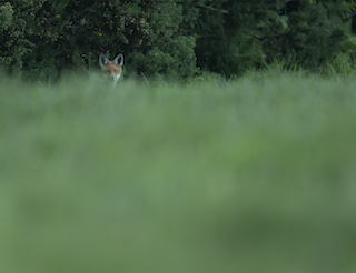 Fox Cub (Richard Birchett, https://richardbirchettphotography.co.uk)