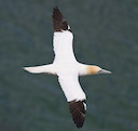 Gannet (© Natural England/AllanDrewitt)