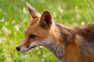 Red fox (© Natural England/Allan Drewitt)