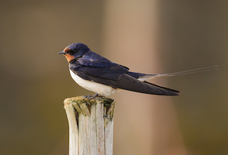 Swallow, The Lizard, Cornwall