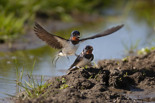 Swallows (https://richardbirchettphotography.co.uk)