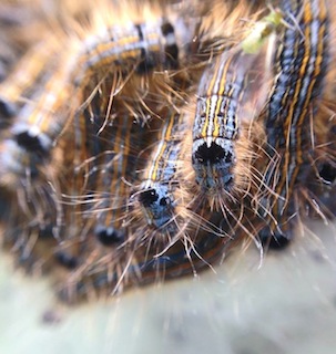 Lackey moth caterpillars