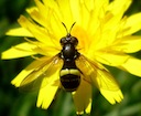 Wasp-mimic hoverfly