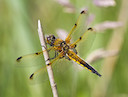 four-spotted Chaser © Natural England/Allan Drewitt