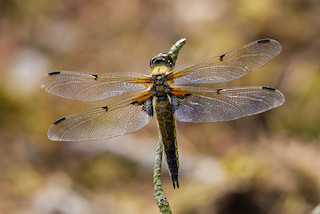 Four-spotted Chaser © Natural England/Allan Drewitt