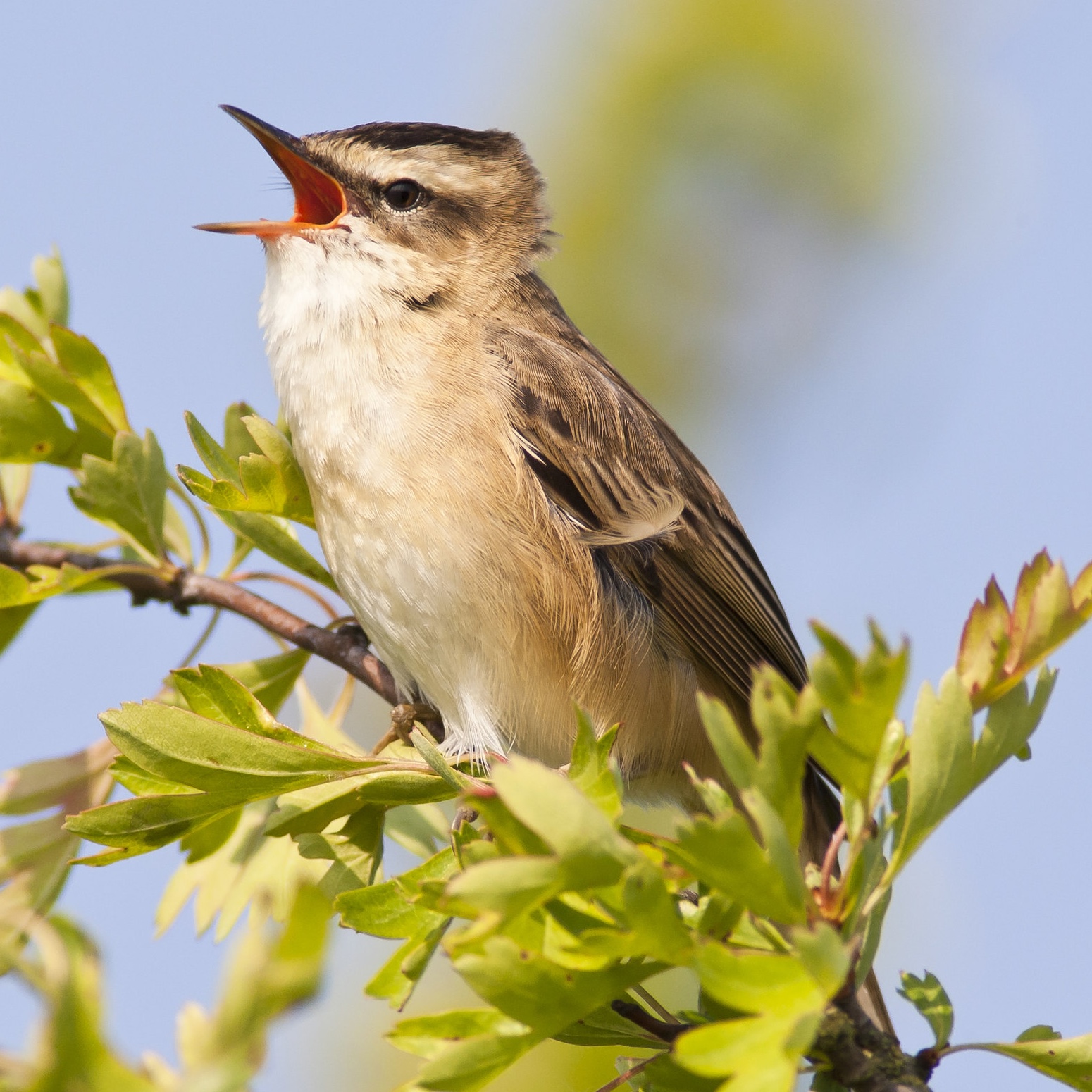 Sedge Warbler
