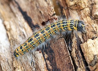 Buff-tip caterpillar by Ben Sale, http://creativecommons.org/licenses/by-sa/2.5