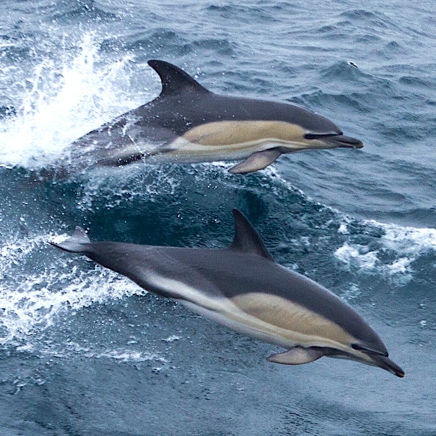 Common Dolphin