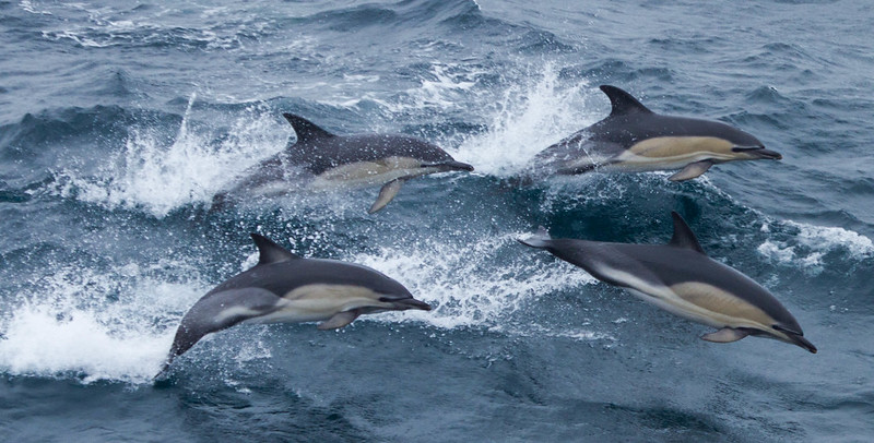 Common Dolphins © Natural England / Rebecca Walker