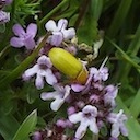 Sulphur Beetle on Thyme