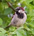 House Sparrow © Natural England/Allan Drewitt