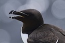 Razorbill © Natural England/Allan Drewitt