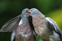 Woodpigeon © Natural England/Allan Drewitt