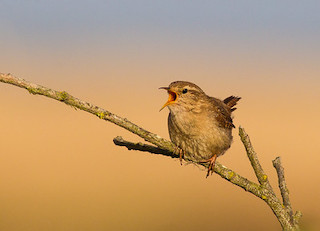 Wren © Natural England/Allan Drewitt