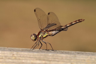 Common Darter © Natural England/Paul Lacey