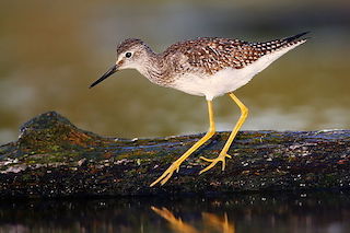 Lesser Yellowlegs http://creativecommons.org/licenses/by-sa/3.0/