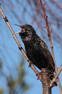 Starling © Natural England/Paul Lacey