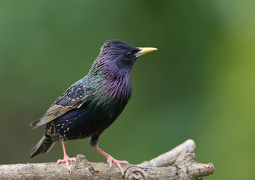 Starling © Natural England/Allan Drewitt