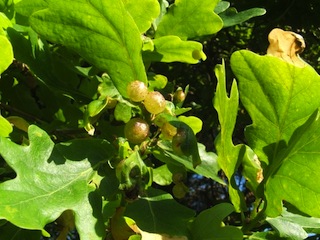 Currant galls on oak
