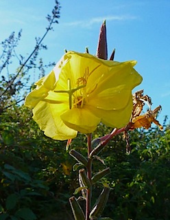 Evening-primrose