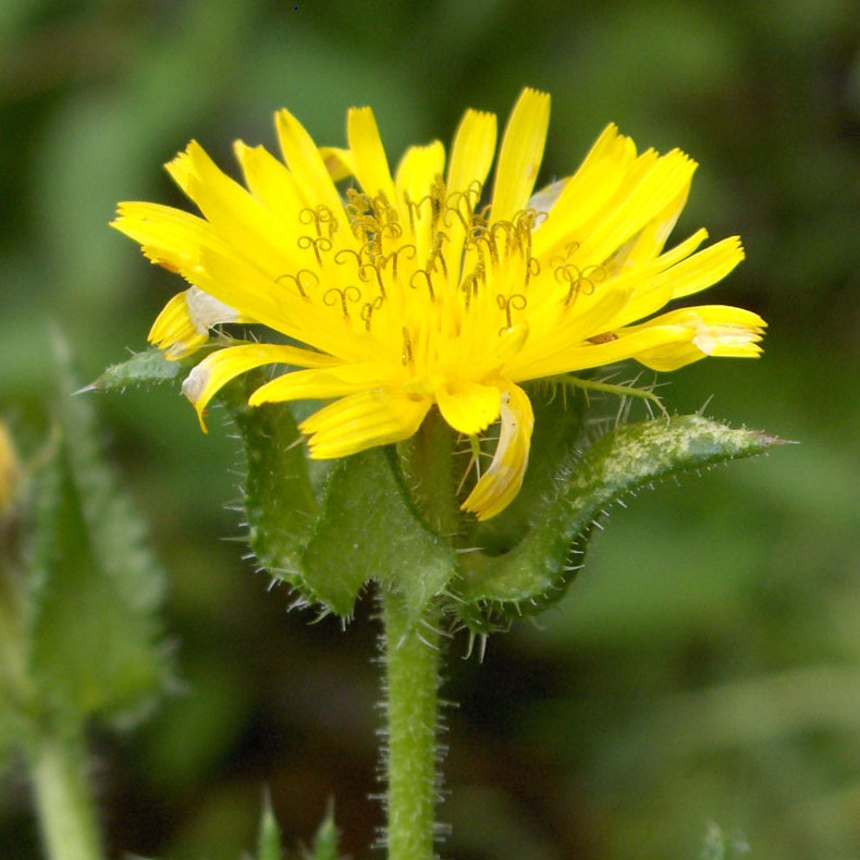 Bristly Oxtongue